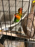 Dwergpapegaaien, Dieren en Toebehoren, Dwergpapegaai of Agapornis