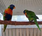 Couple loriquets reproducteurs, Dieren en Toebehoren, Vogels | Parkieten en Papegaaien, Mannelijk