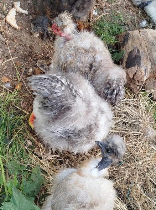 Verschillende zijdehoen hanen (showgirl/naakte hals), Dieren en Toebehoren, Pluimvee, Kip, Mannelijk