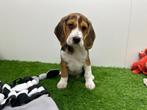 Beagle pups, België, Beagle, 8 tot 15 weken, CDV (hondenziekte)