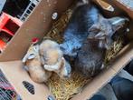 Dwergkonijn, Animaux & Accessoires, Lapins