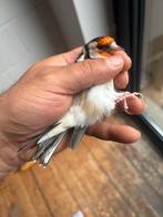 distelvinken pop 24, Dieren en Toebehoren, Vogels | Kanaries