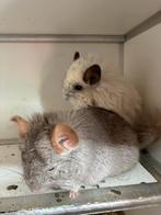 Mooi koppel angora chinchilla’s, Dieren en Toebehoren, Knaagdieren, Meerdere dieren, Chinchilla