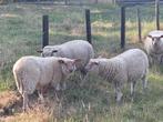 Rouge de l'ouest lammeren, Dieren en Toebehoren, Schapen, Geiten en Varkens