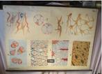 Mooi Oude Schoolkaart - Steunweefsel - 113x82, Natuur en Biologie, Ophalen of Verzenden
