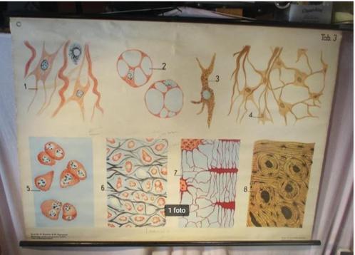 Mooi Oude Schoolkaart - Steunweefsel - 113x82, Antiek en Kunst, Antiek | Schoolplaten, Natuur en Biologie, Ophalen of Verzenden