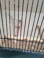 Roodmus pop opaal ,2025, Dieren en Toebehoren, Geringd