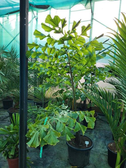 Caryota obtusa, 18 m de haut, Jardin & Terrasse, Plantes | Arbres, Enlèvement ou Envoi