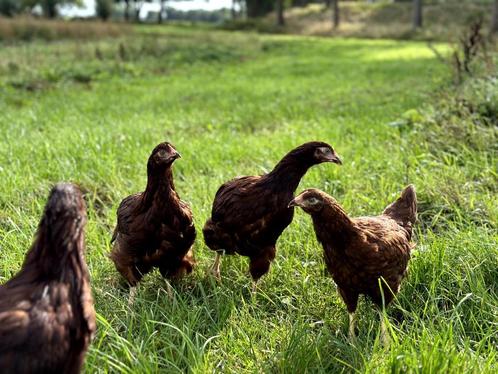 Jonge tamme Rhode Island Red kippen hennen gesekst, Dieren en Toebehoren, Pluimvee, Kip, Vrouwelijk