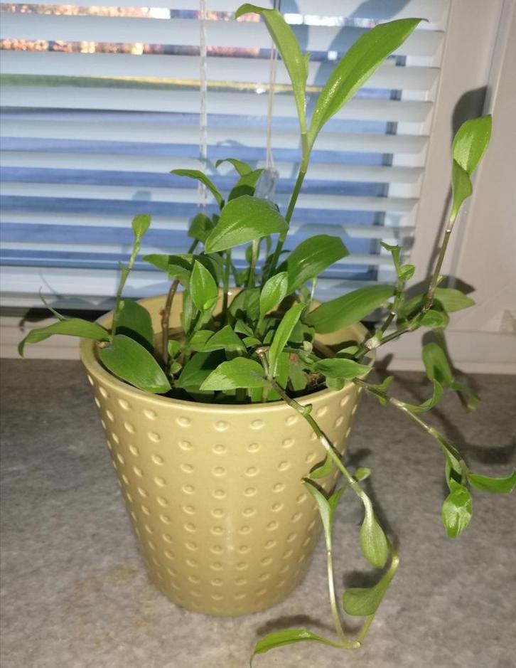 Echange ou vend misère verte, Huis en Inrichting, Kamerplanten, In pot, Ophalen