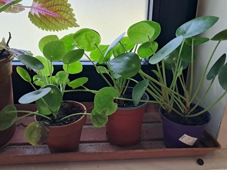 Pannenkoekenplantjes en andere kamerplanten, Huis en Inrichting, Kamerplanten, Cactus, Ophalen