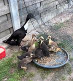 Indische loopeenden, Dieren en Toebehoren, Meerdere dieren, Eend