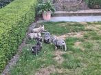 Franse bulldog puppy's, Dieren en Toebehoren, Honden | Bulldogs, Pinschers en Molossers, België, CDV (hondenziekte), 8 tot 15 weken