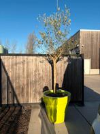 Oijfboom in pot, Tuin en Terras, Ophalen, In pot, Olijfboom