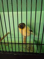 Gloster kuif, Dieren en Toebehoren, Vogels | Kanaries, Mannelijk, Postuurkanarie