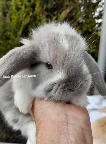 Raszuiver Franse hangoor konijnen,groot en zuiver van kleur