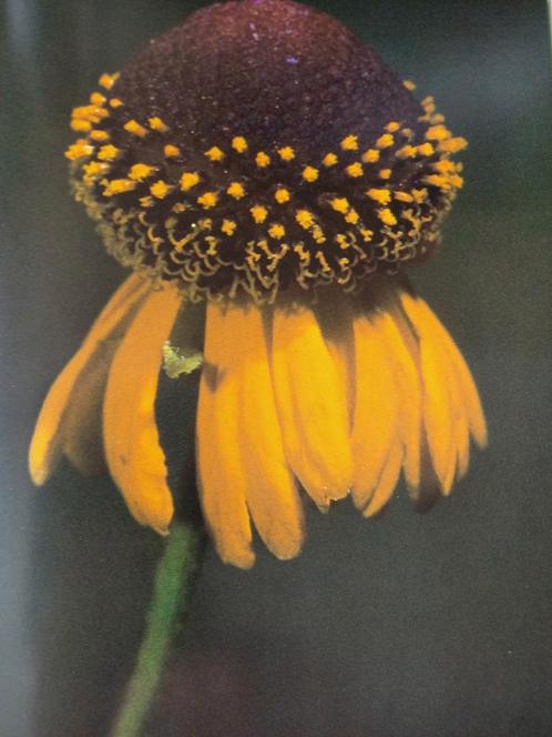 WIE HOUD ER VAN WILDE BLOEMEN ?, Boeken, Natuur, Ophalen of Verzenden