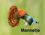 Silverado red dragon guppen, Dieren en Toebehoren, Vissen | Aquariumvissen, Vis, Zoetwatervis