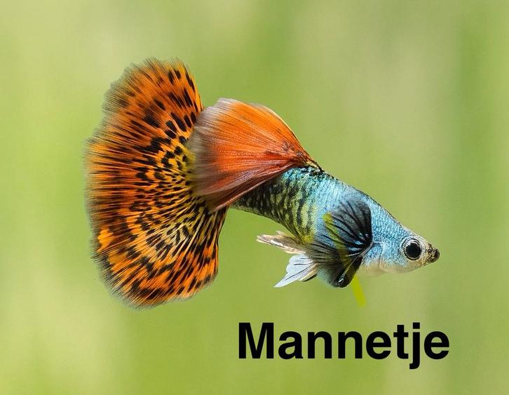 Silverado red dragon guppen, Dieren en Toebehoren, Vissen | Aquariumvissen, Zoetwatervis, Vis