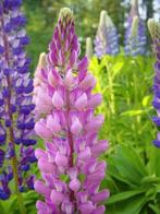 Lupine Paars zaden, Verzenden, Zaad