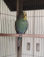 Grasparkieten, Meerdere dieren, Parkiet