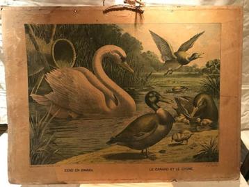 Gravure scolaire ancienne Duck and Swan