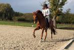 Lieve charmante ruin ( Jazz x San Remo), Dieren en Toebehoren, Paarden, Gechipt, Ruin, M, Dressuurpaard