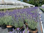 Lavendel, Tuin en Terras, Planten | Tuinplanten, Ophalen of Verzenden, Vaste plant