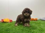Chiots Caniches nains, Caniche, Parvovirose, Plusieurs, Belgique
