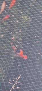 Koi, Dieren en Toebehoren, Vissen | Vijvervissen