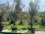 Olijfbomen olea europaea!, Tuin en Terras, Ophalen