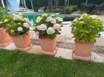 NIEUWE kunststof bloembak plantenbak compleet met Hortensia, Tuin en Terras, Kunststof, Tuin, Vierkant, Zo goed als nieuw