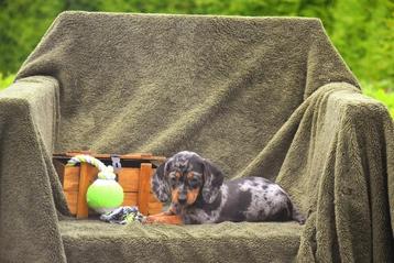 Prachtig Blue Merle Tan Teckel pupje  beschikbaar voor biedingen