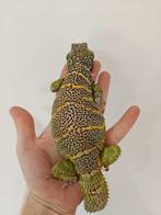 Uromastyx ornata man, Dieren en Toebehoren, Hagedis, 3 tot 6 jaar