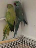 koppel halsbandparkieten, Dieren en Toebehoren, Meerdere dieren, Parkiet, Geringd