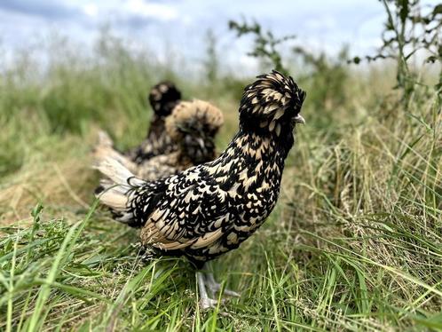 Kuifhoenders Citroen zwart gezoomd , gesekst en ingeënt, Dieren en Toebehoren, Pluimvee, Kip, Vrouwelijk