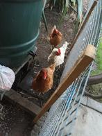 3 Kippen + 2 kuikens te koop!, Dieren en Toebehoren, Pluimvee, Kip, Vrouwelijk
