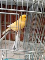 A vendre : magnifique canari mâle jaune de 2025 sans bague, Mâle, Canari de couleur