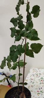Tayberry-framboos, Tuin en Terras, Minder dan 100 cm, Ophalen of Verzenden, Overige soorten