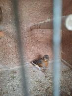 Kanaries te koop, Dieren en Toebehoren, Vogels | Overige Vogels