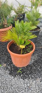 Chamaerops vulcano palmboom, Ophalen