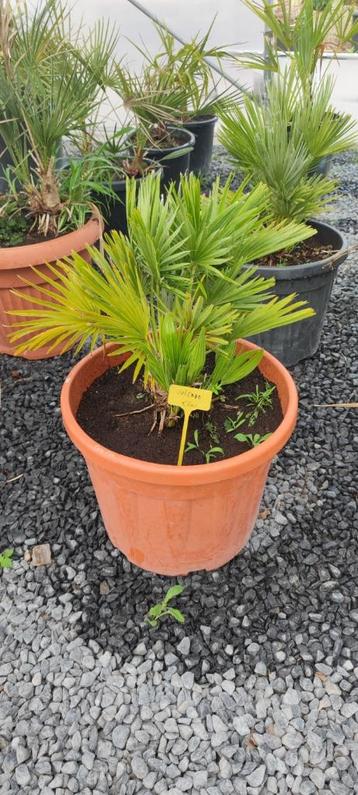 Chamaerops vulcano palmboom  beschikbaar voor biedingen