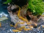 ACTIE! Yellow King Kong Garnalen kraanwater - Ook verzenden, Homard, Crabe ou Crevette, Poisson d'eau douce, Banc de poissons
