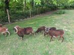Soay ram lam - gevaccineerd en ontwormd, Dieren en Toebehoren, Mannelijk, Schaap, 0 tot 2 jaar