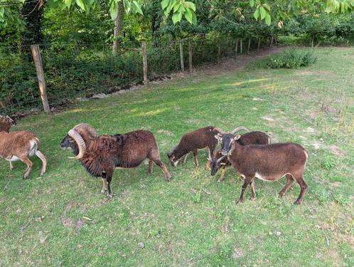 Soay ram lam - gevaccineerd en ontwormd, Dieren en Toebehoren, Schapen, Geiten en Varkens, Schaap, Mannelijk, 0 tot 2 jaar