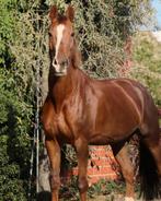 Zangersheide merrie, Dieren en Toebehoren, Paarden, Merrie, 170 tot 175 cm, L, 11 jaar of ouder