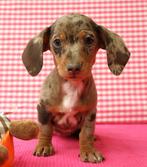 Super mooie Teckel pups!, Dieren en Toebehoren, Honden | Teckels en Dashonden, Standaard, 15 weken tot 1 jaar, CDV (hondenziekte)