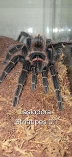 Lasiodora striatipes 0.1, Dieren en Toebehoren, Insecten en Spinnen, Spin of Schorpioen