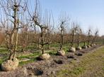 Oude robuuste Perenbomen van ruim 30 jaar oud, Tuin en Terras, Planten | Fruitbomen, Perenboom, 250 tot 400 cm, Ophalen, In pot