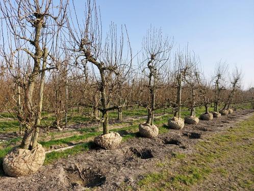 Oude robuuste Perenbomen van ruim 30 jaar oud, Jardin & Terrasse, Plantes | Arbres fruitiers, Poirier, 250 à 400 cm, En pot, Enlèvement